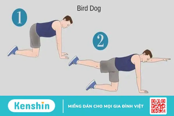 Top 12 bài tập thoát vị đĩa đệm tại nhà hiệu quả nhất và lưu ý khi tập