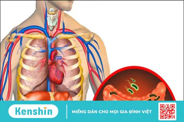 Trà hoa hồng có tác dụng gì? 16 công dụng và cách pha tốt cho sức khỏe