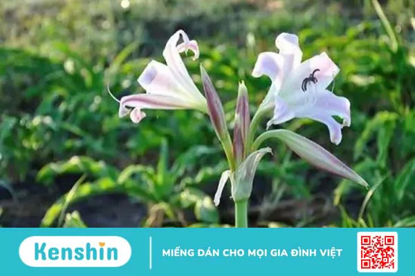 Trinh nữ hoàng cung có tác dụng gì? Công dụng và liều dùng