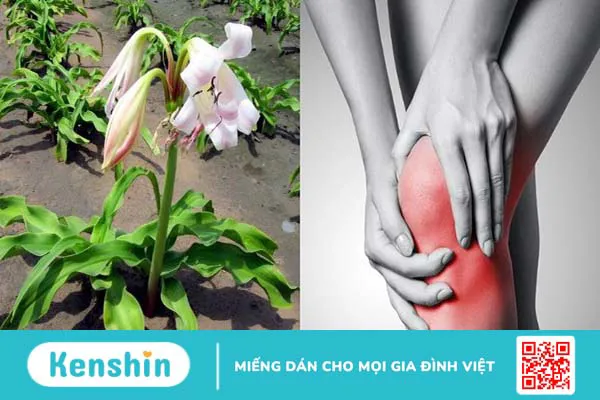 Trinh nữ hoàng cung có tác dụng gì? Công dụng và liều dùng