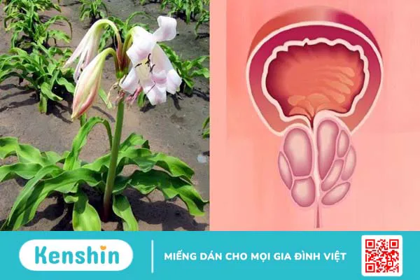 Trinh nữ hoàng cung có tác dụng gì? Công dụng và liều dùng