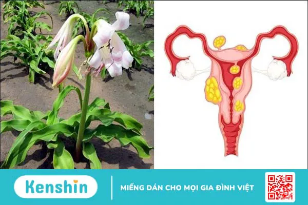 Trinh nữ hoàng cung có tác dụng gì? Công dụng và liều dùng