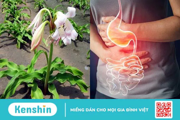 Trinh nữ hoàng cung có tác dụng gì? Công dụng và liều dùng