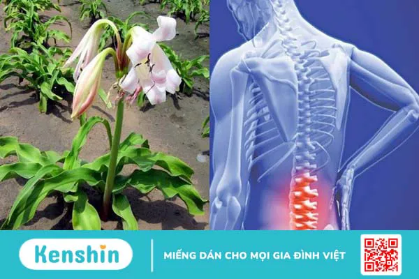 Trinh nữ hoàng cung có tác dụng gì? Công dụng và liều dùng