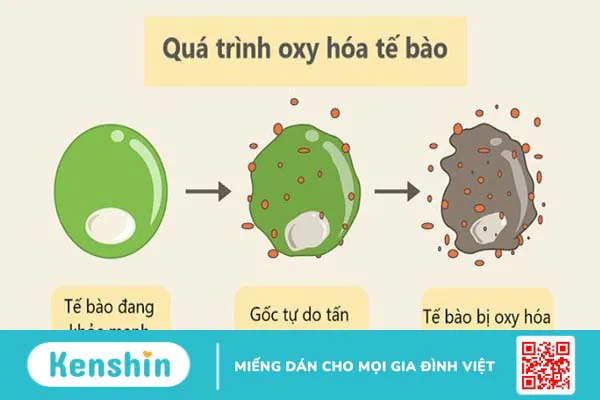 Uống đậu đen rang hàng ngày có tốt không? Tác dụng của nước đậu đen rang