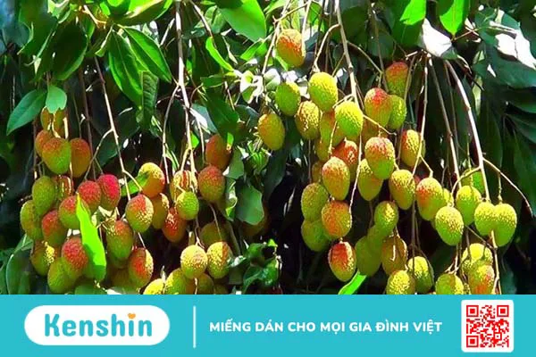 Vải bao nhiêu calo? Ăn vải có béo không và các lưu ý khi ăn