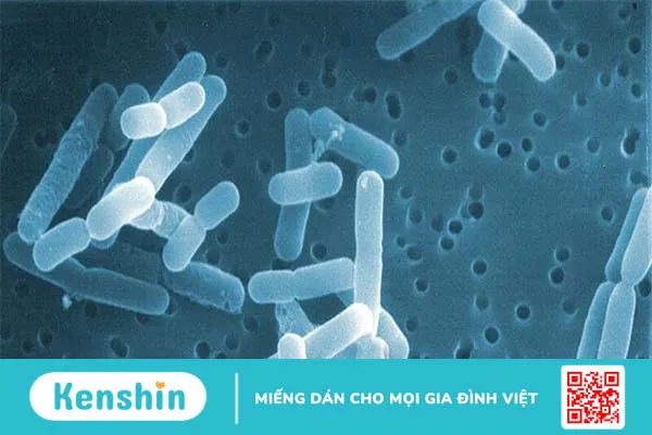 Vai trò của Lactobacillus reuteri trong sức khỏe và bệnh tật