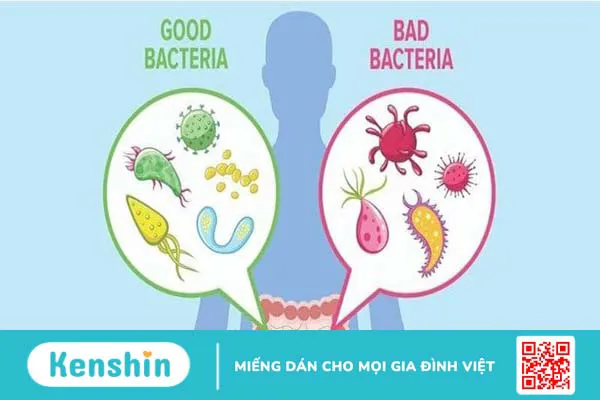 Vai trò của Lactobacillus reuteri trong sức khỏe và bệnh tật