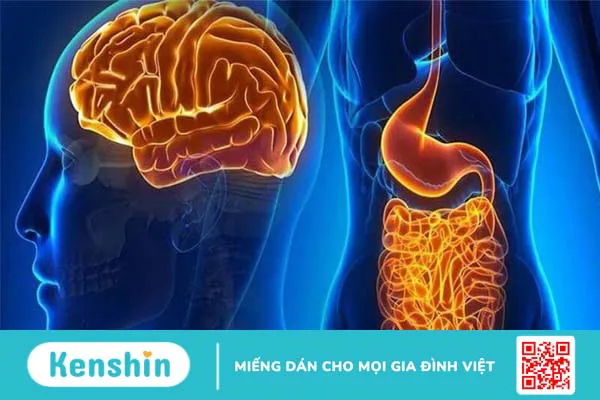 Vai trò của Lactobacillus reuteri trong sức khỏe và bệnh tật