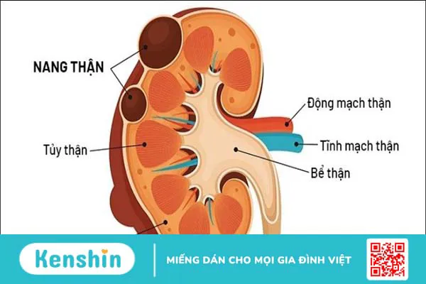 Vị trí thận nằm ở đâu trong cơ thể? Cấu tạo và chức năng của thận