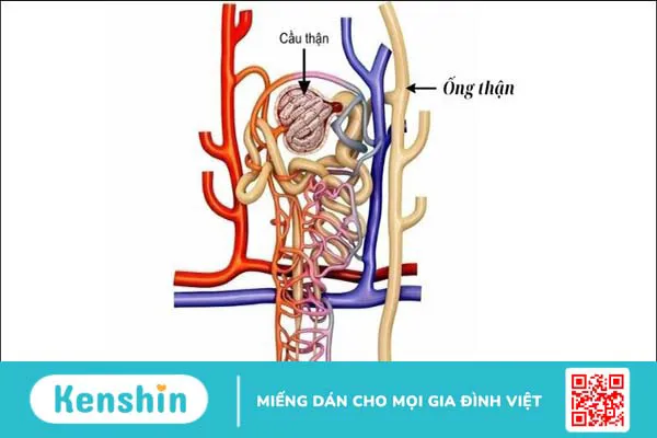 Vị trí thận nằm ở đâu trong cơ thể? Cấu tạo và chức năng của thận