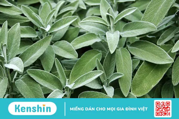 Viêm họng nên ăn gì? Các loại thực phẩm giúp bạn nhanh hết viêm họng