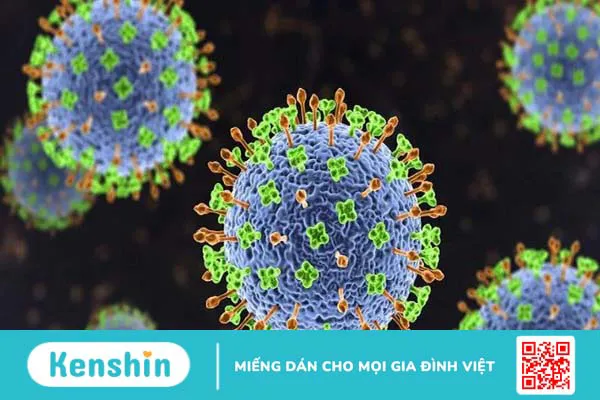 Virus Nipah là gì? Những điều cần biết về virus Nipah