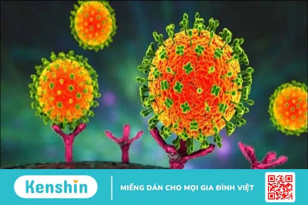 Virus Nipah là gì? Những điều cần biết về virus Nipah