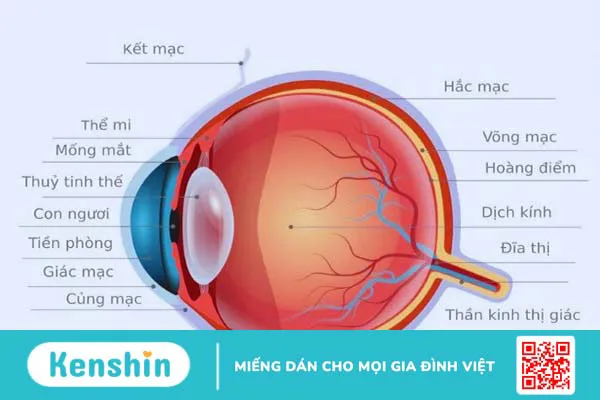 Vitamin A giúp ích cho đôi mắt của bạn như thế nào?