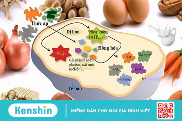 Vitamin B12 có thể giúp bạn giảm cân không?