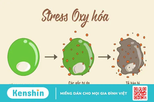 Vitamin E là gì? Tác dụng, cách dùng và tác dụng phụ