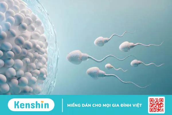 Xét nghiệm tinh dịch đồ là gì? Phân tích kết quả xét nghiệm – Xem ngay