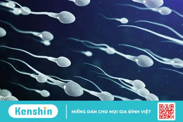 Xét nghiệm tinh dịch đồ là gì? Phân tích kết quả xét nghiệm – Xem ngay