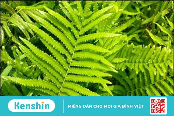 10 công dụng lá dương xỉ tốt cho sức khỏe của bạn