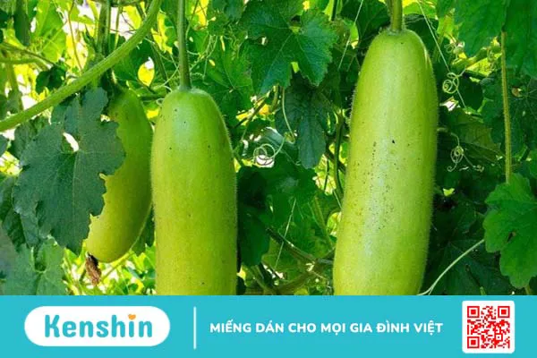 100g bầu bao nhiêu calo? Ăn bầu có giảm cân không? Cách ăn giảm cân