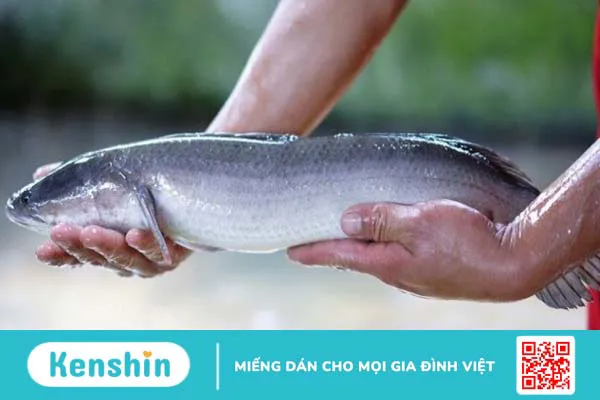 100g cá lóc bao nhiêu calo? Ăn cá lóc có mập không? Cách ăn giảm cân