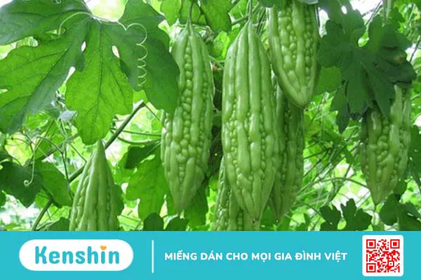 16 tác dụng của mướp đắng giúp chữa bệnh và lưu ý sử dụng