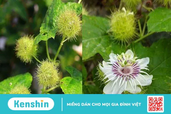 8 cách sử dụng cây lạc tiên chữa mất ngủ đơn giản, hiệu quả