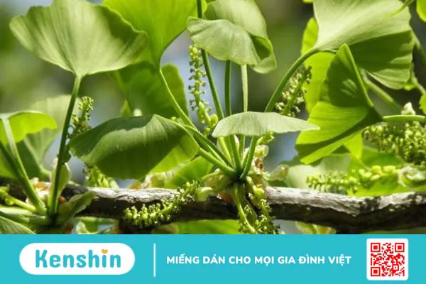 8 mẹo chữa chóng mặt tại nhà đơn giản mà hiệu quả