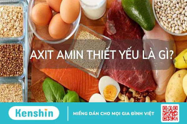 Acid amin thiết yếu là gì? Lợi ích, liều lượng và nguồn thực phẩm giàu acid amin thiết yếu