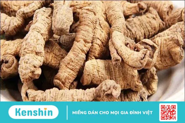 Ba kích có tác dụng gì? Ba kích có thật sự giúp bổ thận tráng dương