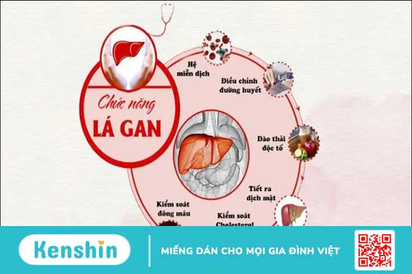 Bệnh gan nên ăn gì và kiêng gì để nhanh hồi phục