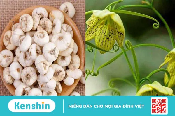 Bối mẫu là gì? Tác dụng của bối mẫu đối với sức khỏe