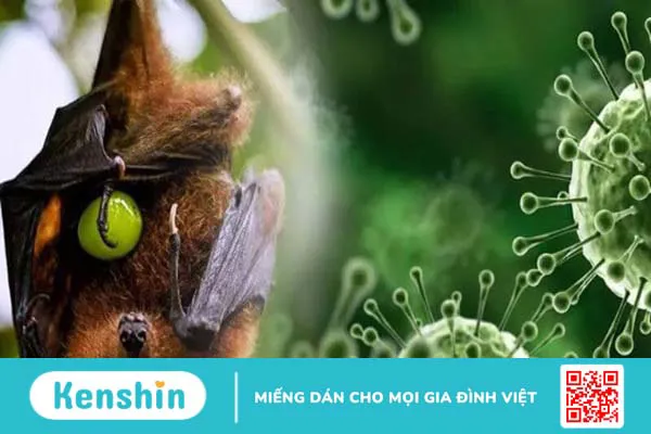 Bùng phát dịch virus Nipah: Cách phòng ngừa bệnh nên biết