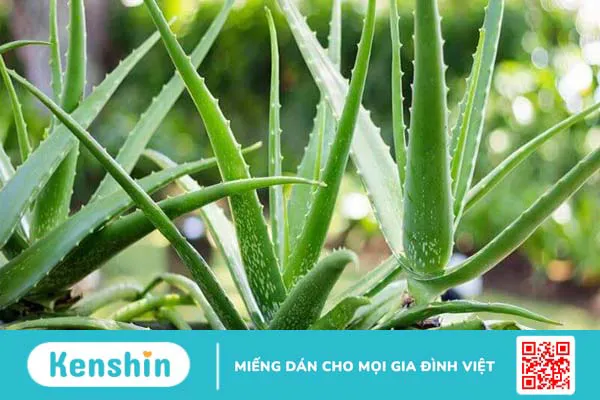 Cách làm gel nha đam dưỡng da tại nhà