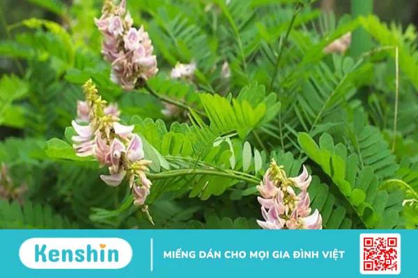 Cam thảo là gì? Những lợi ích của cam thảo đối với sức khoẻ