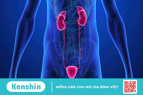 Cảnh báo 6 triệu chứng sỏi bàng quang điển hình bạn cần lưu ý