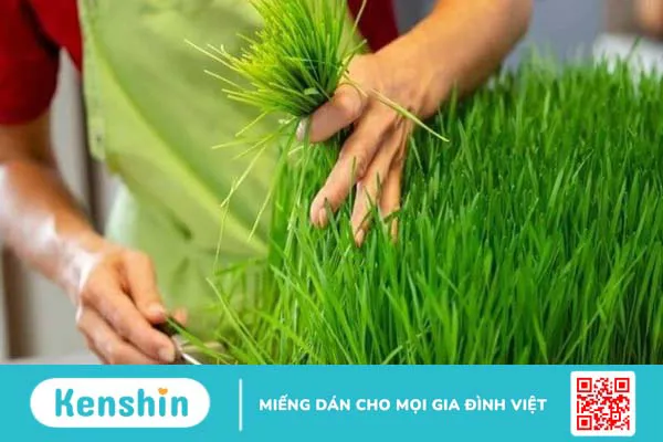 Cỏ lúa mạch là gì? Lợi ích sức khỏe và lưu ý khi sử dụng