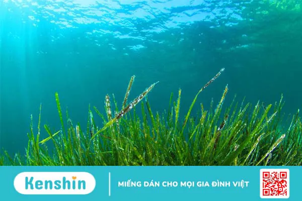 Có nên sử dụng tảo spirulina cho phụ nữ mang thai không?