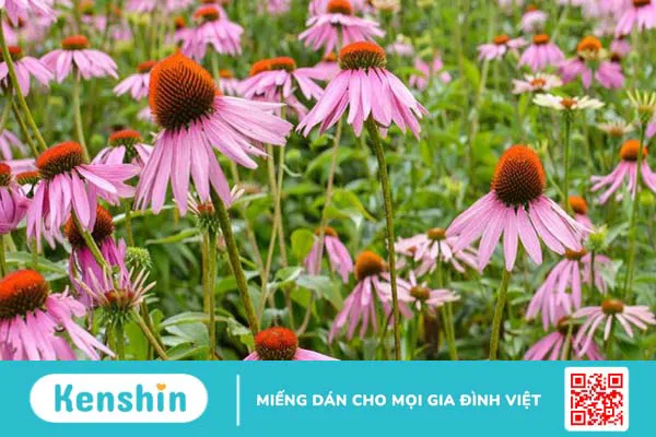 Cúc tím (Echinacea) có tác dụng đối với bệnh cảm lạnh không?