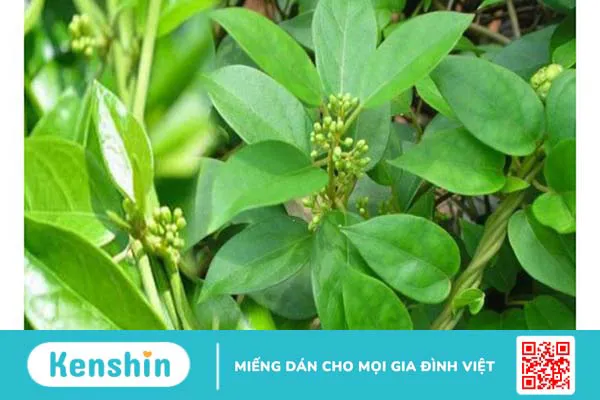 Dây thìa canh có tác dụng gì? Cách sử dụng cây thìa canh tốt cho người tiểu đường