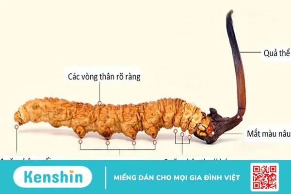 Đông trùng hạ thảo là gì? Công dụng, cách dùng, liều dùng và tác dụng phụ