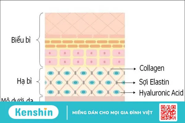 Elastin là gì? 6 tác dụng của elastin đối với làn da bạn nên biết