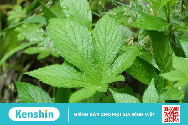 Giảo cổ lam có tác dụng gì? Lưu ý khi sử dụng