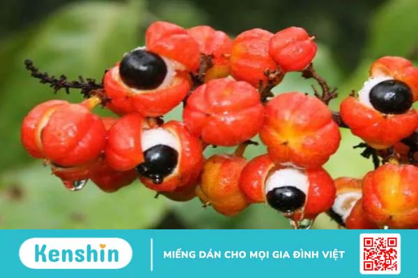 Guarana là gì? Các công dụng của guarana đối với sức khỏe