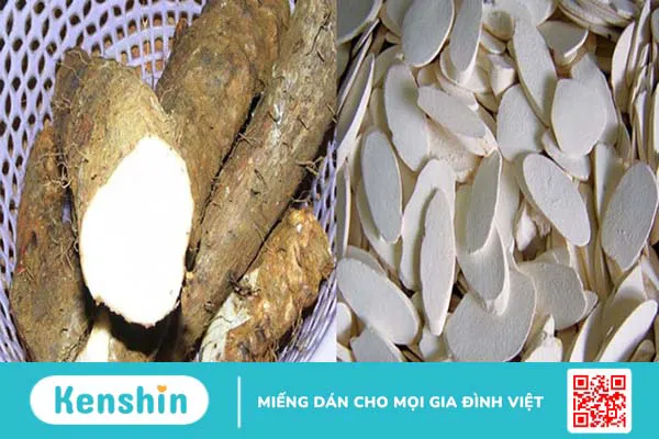 Hoài sơn (củ mài) là gì? Tác dụng của nó đối với sức khỏe