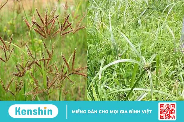 Hương phụ có tác dụng gì? 8 lợi ích và một số bài thuốc tốt cho phụ nữ