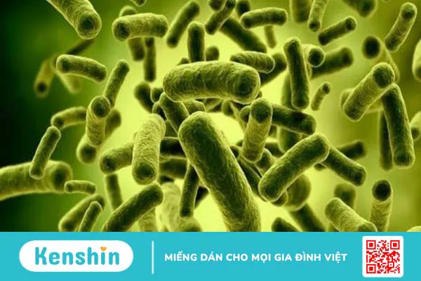 Lactobacillus acidophilus là gì? 14 tác dụng của Lactobacillus acidophilus đối với sức khỏe