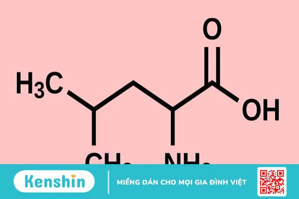 Leucine là gì? 8 Tác dụng của Leucine đối với cơ thể bạn cần biết