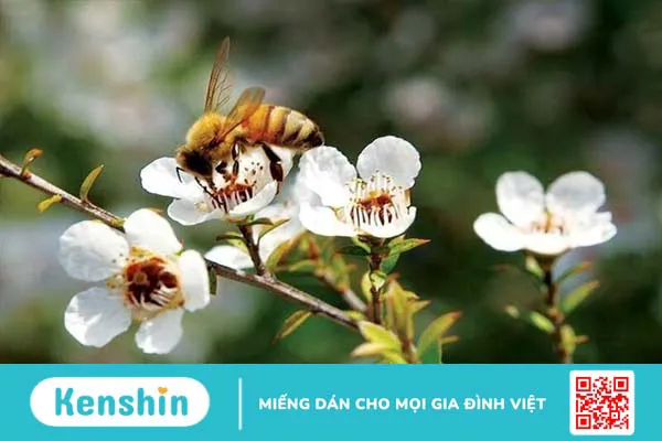 Mật ong Manuka là gì? 12 tác dụng của Manuka với sức khỏe